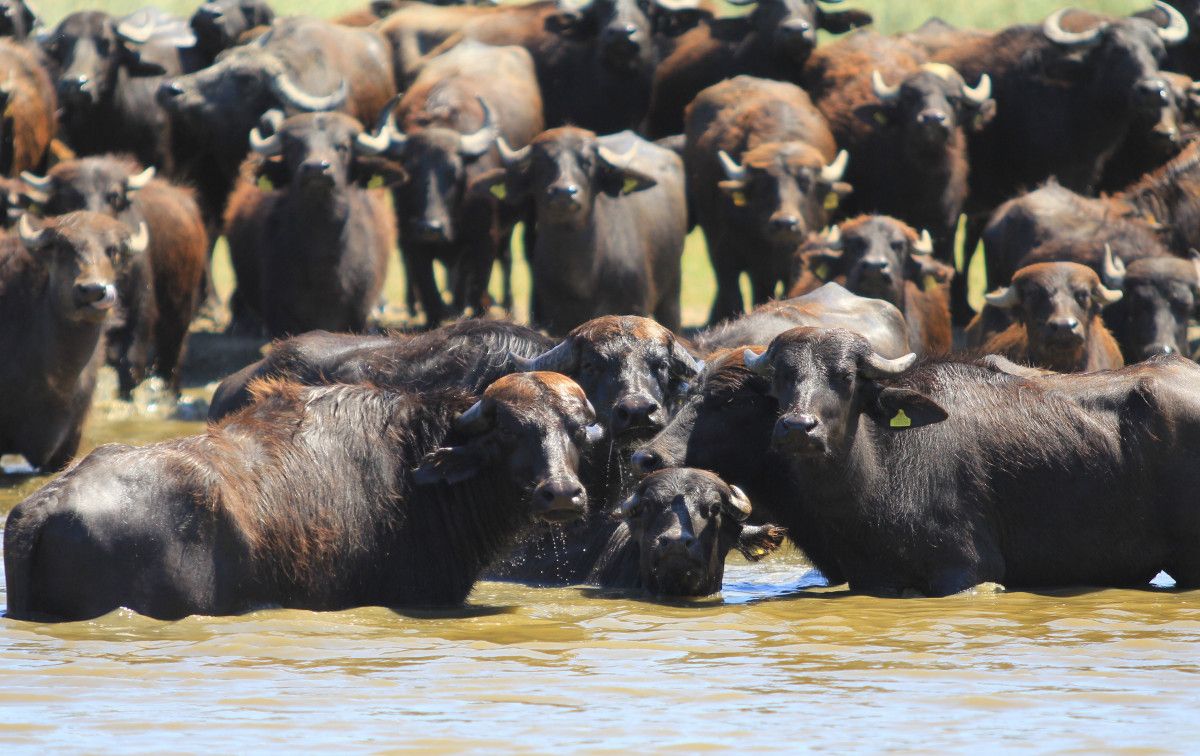 bursada afrika savanasini andiran goruntuler 4