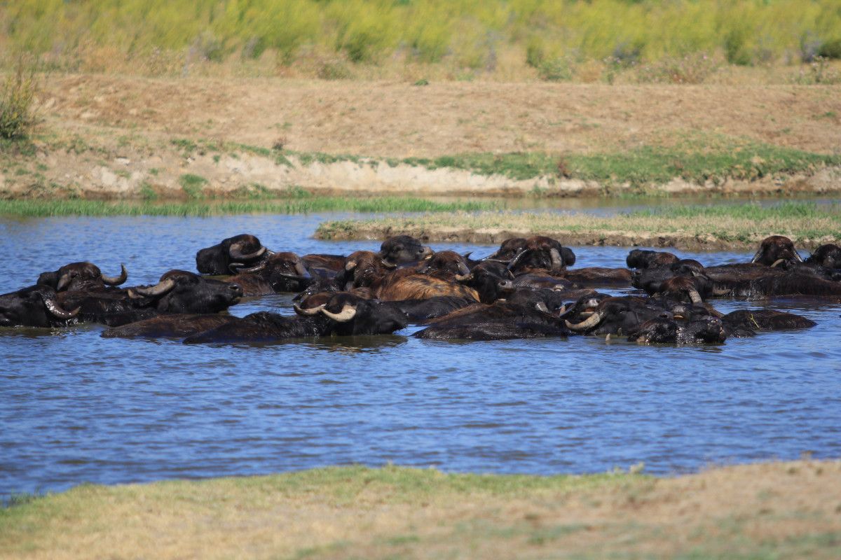 bursada afrika savanasini andiran goruntuler 5 OP9qXpdH