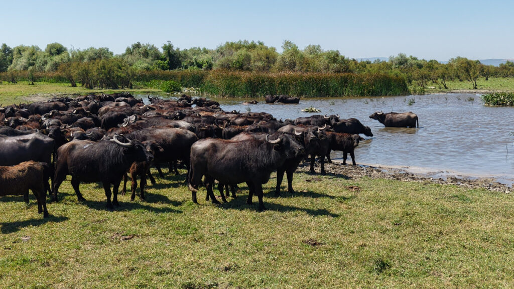 bursada afrika savanasini andiran goruntuler Ea5UMSnG