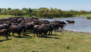 bursada afrika savanasini andiran goruntuler Ea5UMSnG