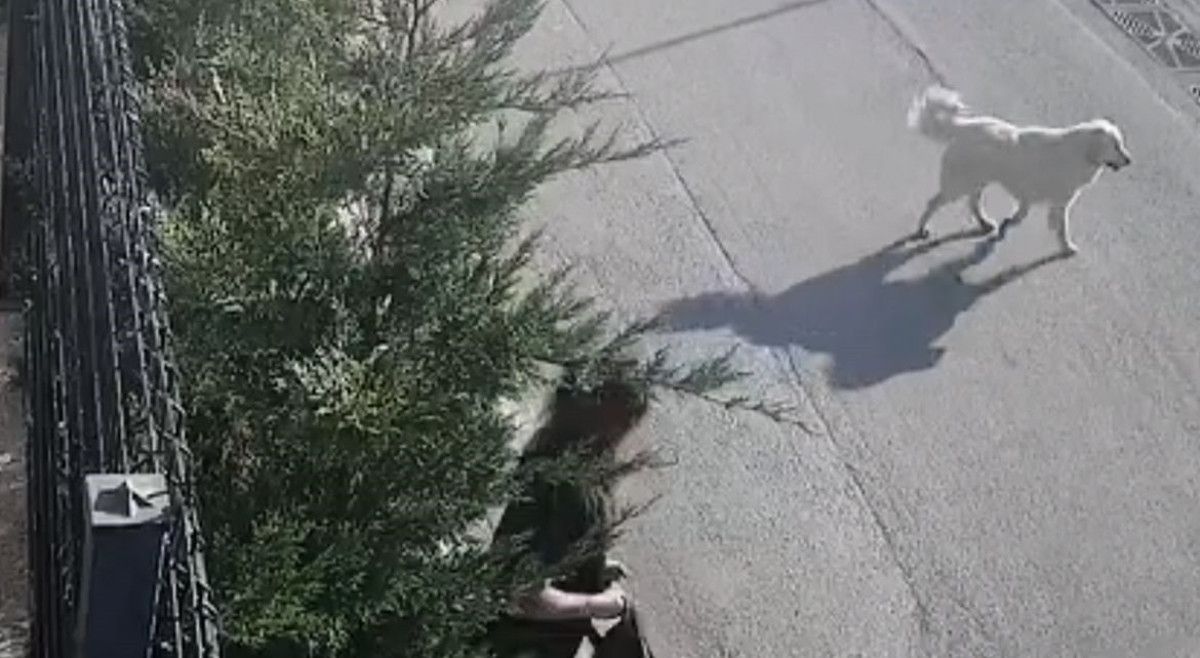 bursada ise giden kadina sokak kopekleri saldirdi canini zor kurtardi 0 8BnAz3Ah