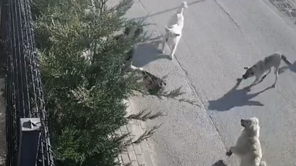 bursada ise giden kadina sokak kopekleri saldirdi canini zor kurtardi 58wqKJht