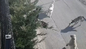 bursada ise giden kadina sokak kopekleri saldirdi canini zor kurtardi 58wqKJht