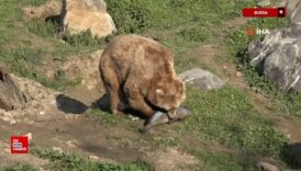 bursada uykusu kacan ayilar 9 kiloluk levrekleri afiyetle midelerine indirdi Srm3SSWS