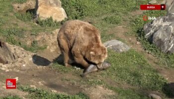 bursada uykusu kacan ayilar 9 kiloluk levrekleri afiyetle midelerine indirdi Srm3SSWS