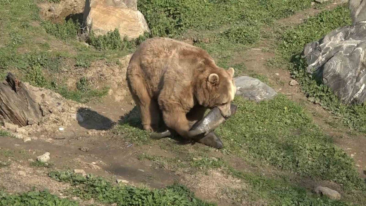 bursada uykusu kacan ayilar 9 kiloluk levrekleri mideye indirdi 0 Ktnv9VvZ