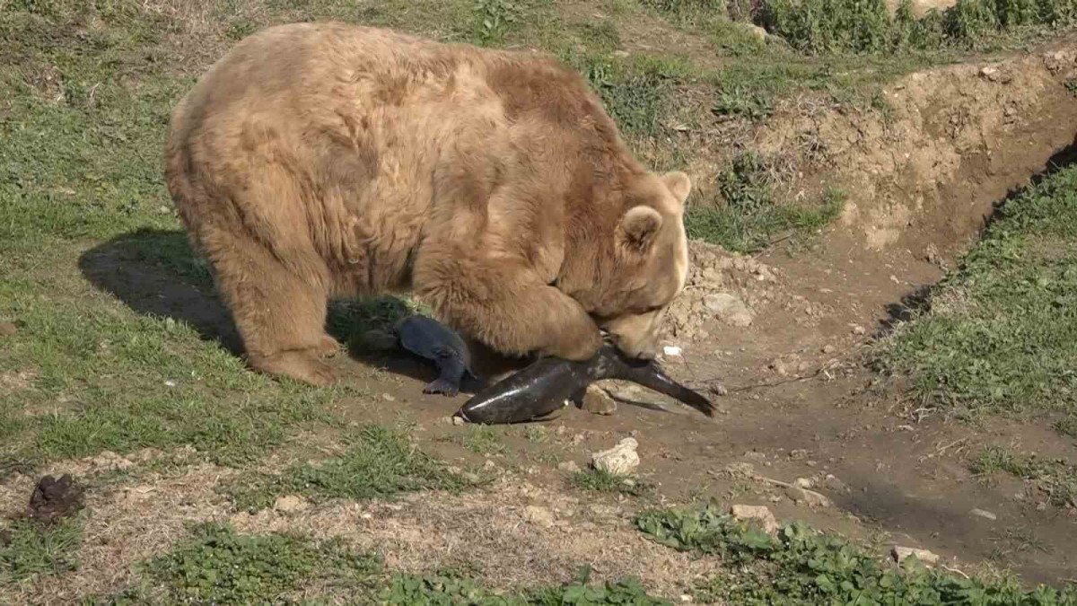 bursada uykusu kacan ayilar 9 kiloluk levrekleri mideye indirdi 2 LkVBBear