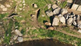 bursada uykusu kacan ayilar 9 kiloluk levrekleri mideye indirdi tSUL9qFS