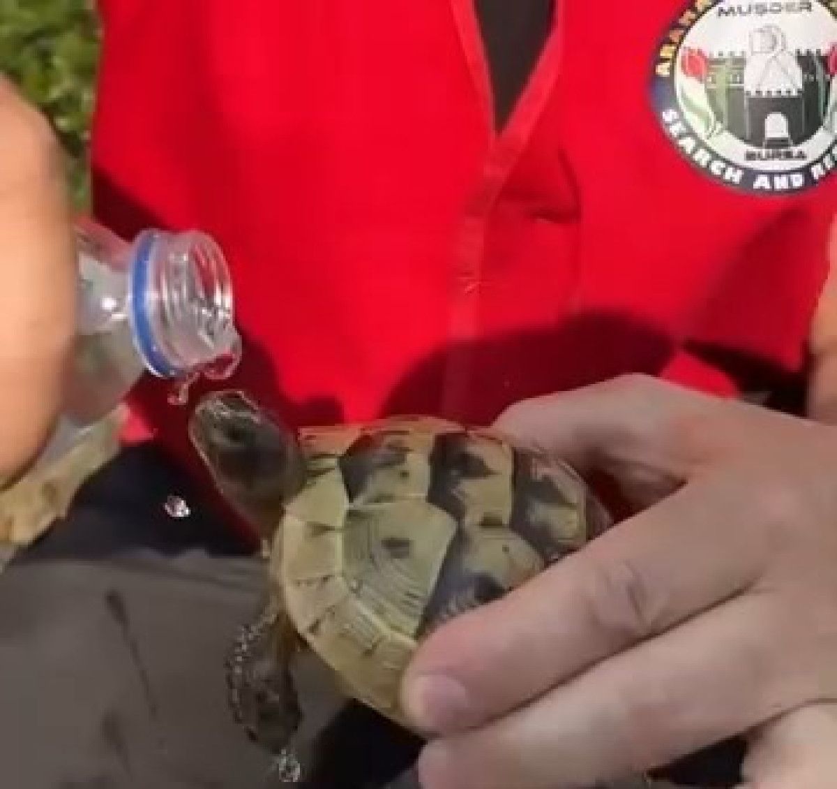 bursada yangindan kurtardiklari kaplumbagaya su verdiler 0 dvKLAPmH