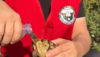 bursada yangindan kurtardiklari kaplumbagaya su verdiler 2GZm8gZD