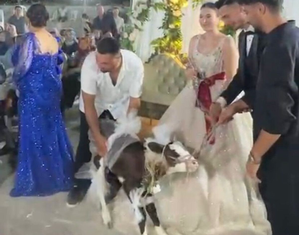 canakkalede bir dugunde gelin ve damada buzagi hediye edildi 1 vStrb8YG