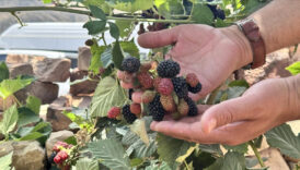 deneme basarili sonuclandi siirtte bogurtlen uretildi N6tdj4Jy