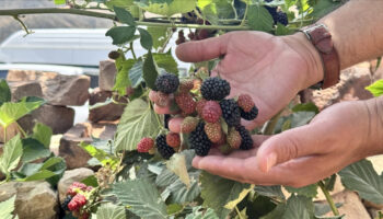 deneme basarili sonuclandi siirtte bogurtlen uretildi N6tdj4Jy