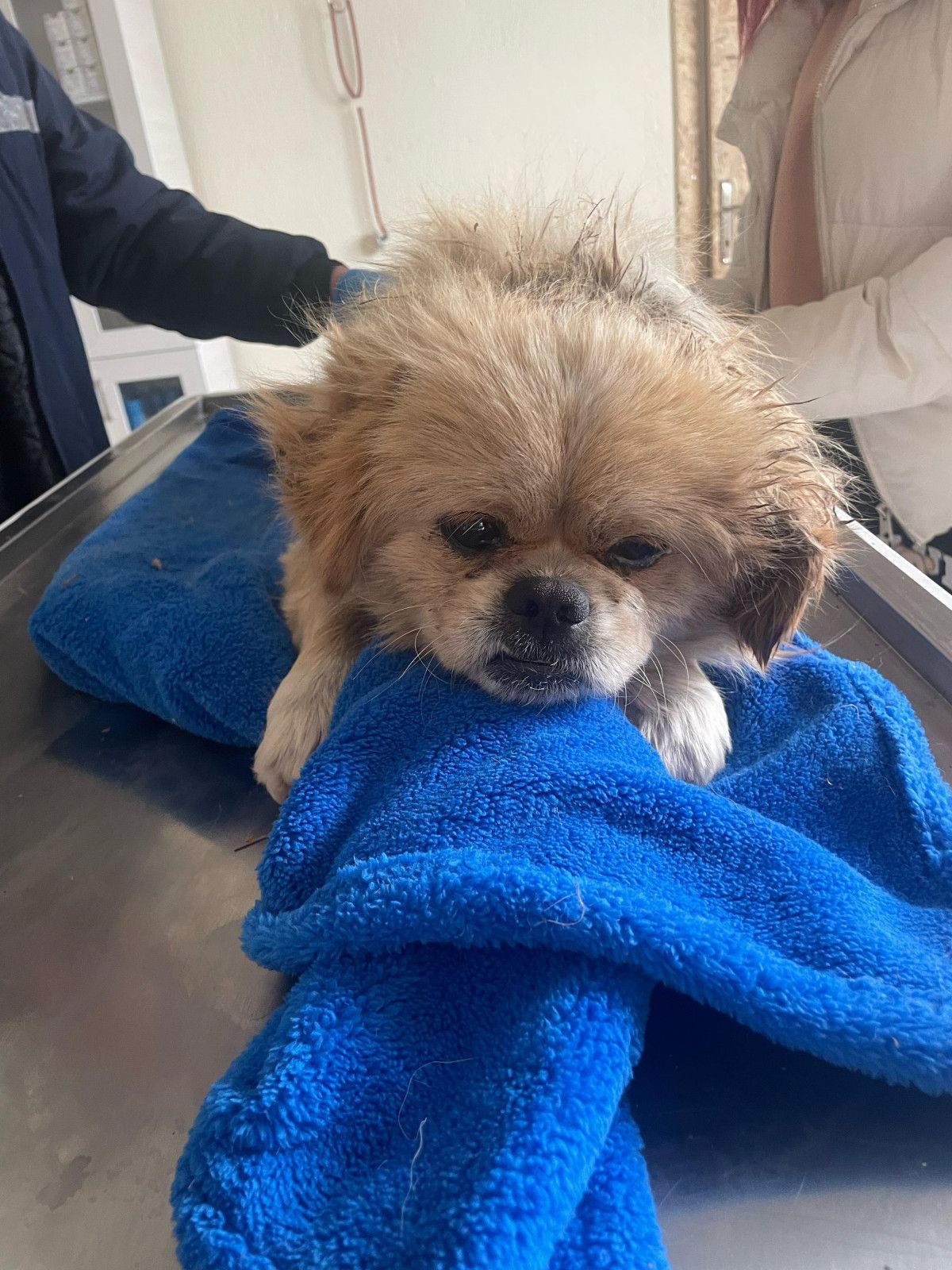 denizlide ayaklarini iple bagladigi kopegi cope atti 3 VNZvO4Tf