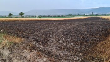 denizlide ekili araziye dusen yildirim 8 ton bugdayi kul etti y5YcXba8