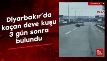 diyarbakirda bahceden kacan deve kusu 3 gun sonra bulundu cRrs3ubq