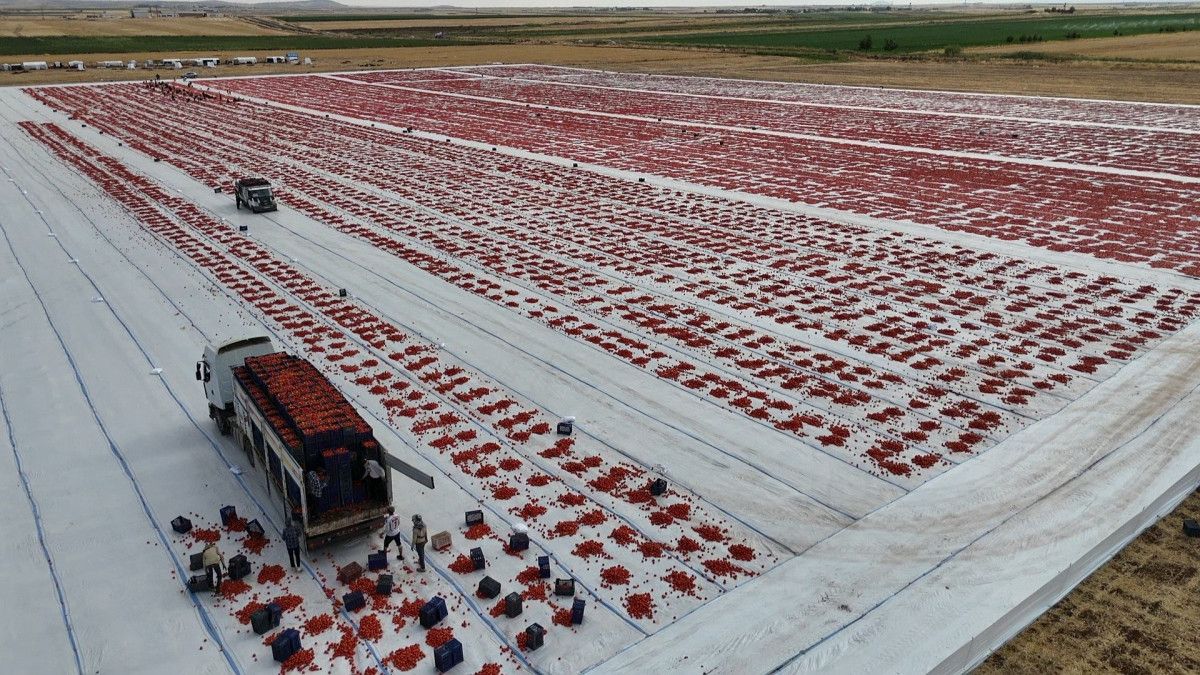 diyarbakirda kurutulan domatesler avrupaya ihrac edilecek 1 NPs84w6t