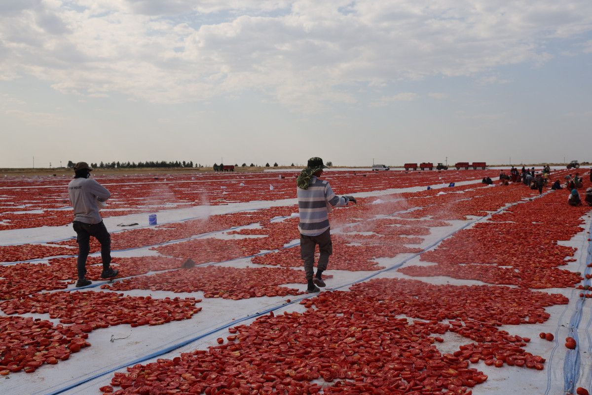 diyarbakirda kurutulan domatesler avrupaya ihrac edilecek 4 5WyDUCTa