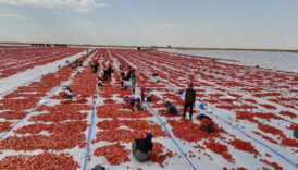 diyarbakirda kurutulan domatesler avrupaya ihrac edilecek YnhdCy54