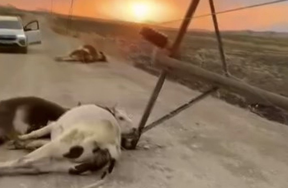 diyarbakirda ruzgar elektrik diregini devirdi 6 inek akima kapilip telef oldu 1