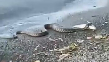 elazigda yilanin balik avi kamerada XKXeZDV1