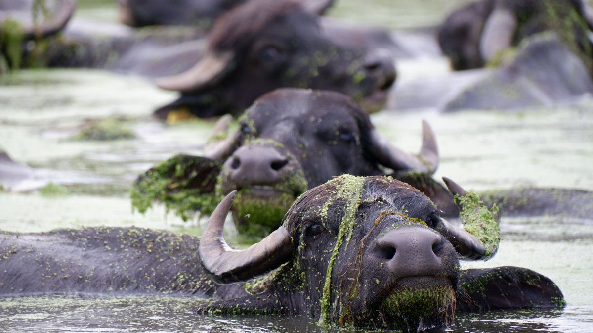 erzurumda sicaktan bunalan mandalarin banyo keyfi 0 HQEwnnvJ