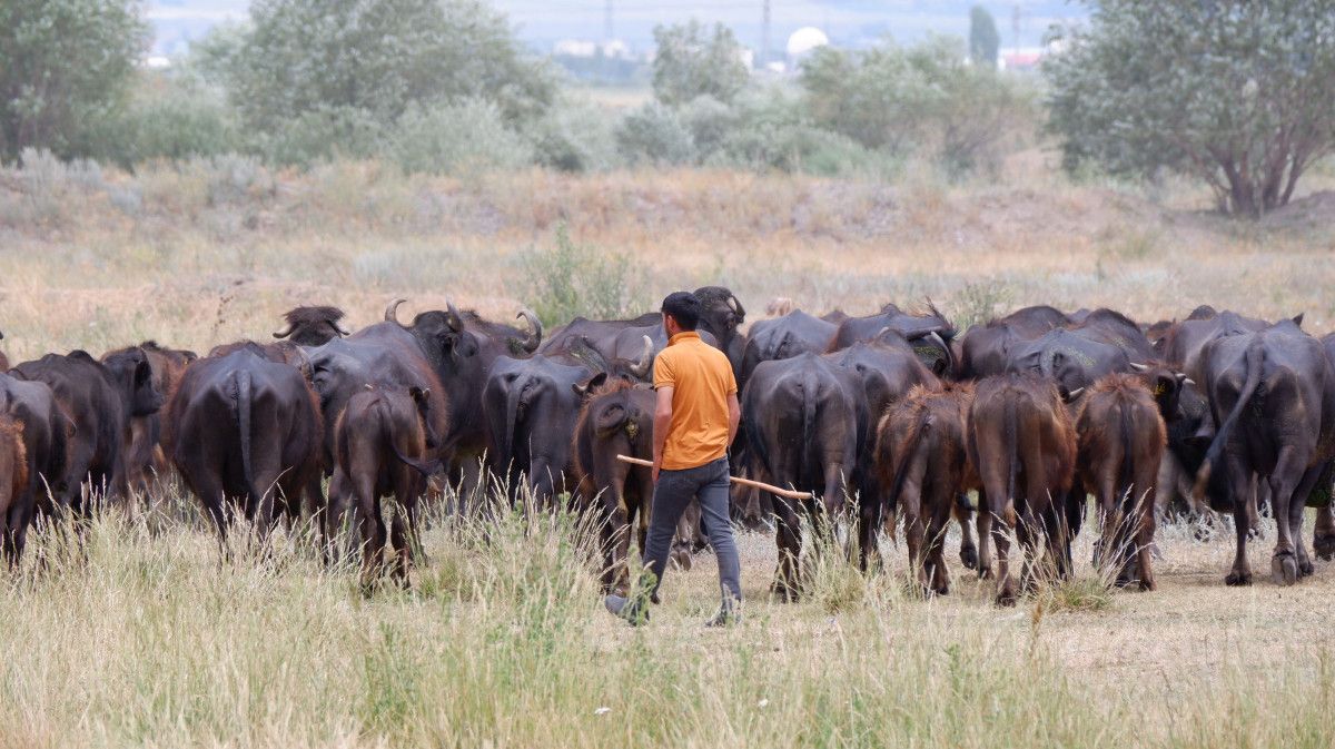 erzurumda sicaktan bunalan mandalarin banyo keyfi 1 y86cPbOb