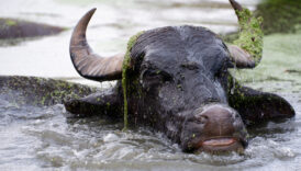 erzurumda sicaktan bunalan mandalarin banyo keyfi QOOqrPJq