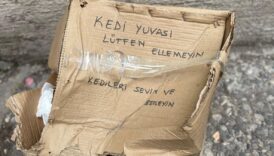 eskisehirde kedi yuvasina zarar verdiler uuKGreHi