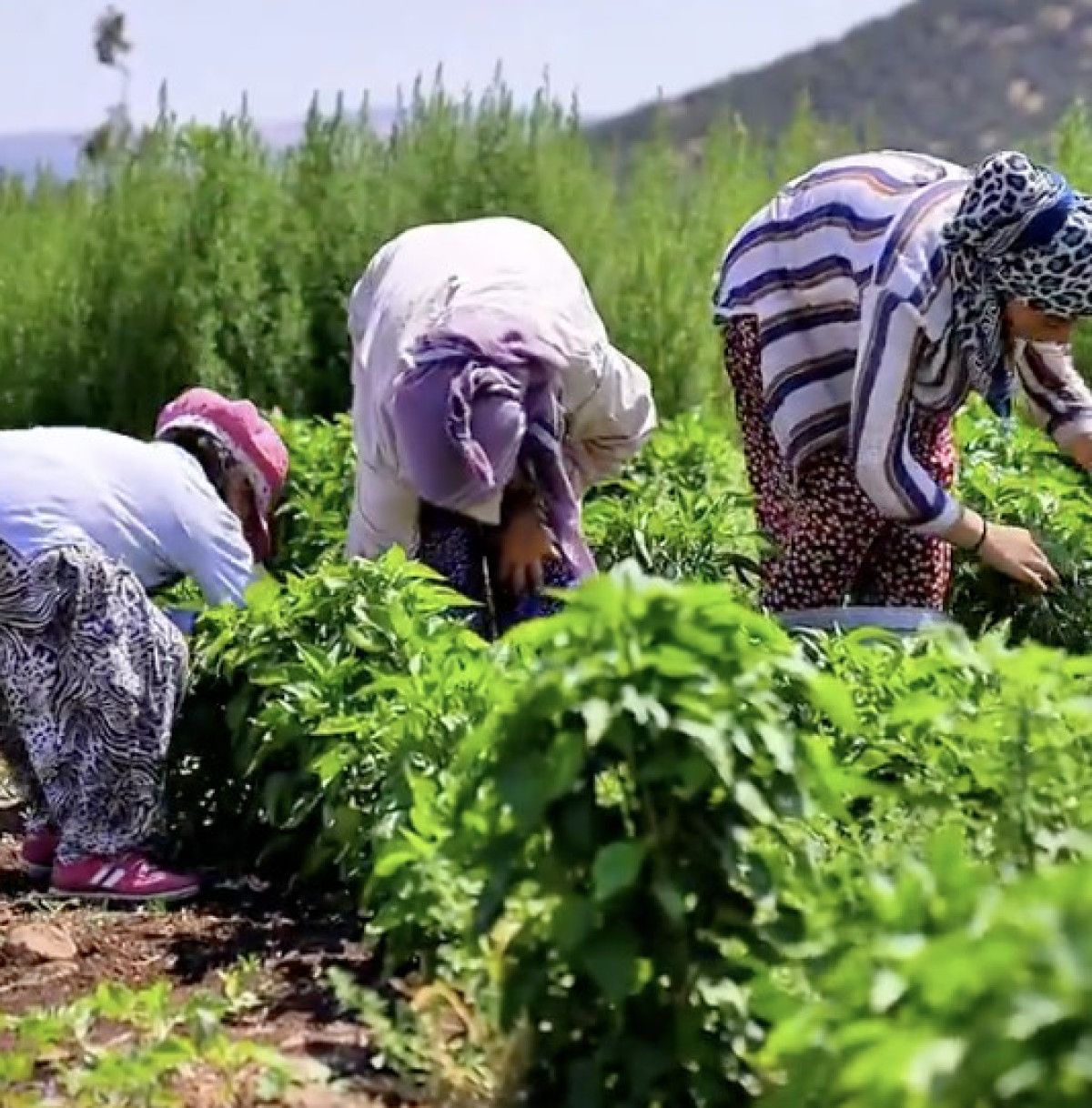 fatma sahin tarimda gaziantep modelini anlatti yeni bir uretim devrimine imza atiyoruz 1 LGATurDp