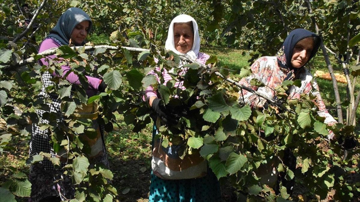 giresunda findik iscisinin gunluk yevmiyesi 886 lira oldu 0 FyE4p8CP