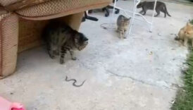 gumushanede kedilerin yavru yilanla oyunu kamerada 1nrwu2mE