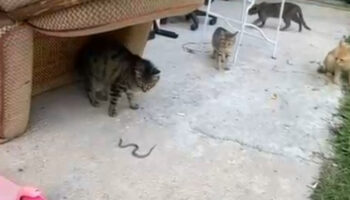 gumushanede kedilerin yavru yilanla oyunu kamerada 1nrwu2mE