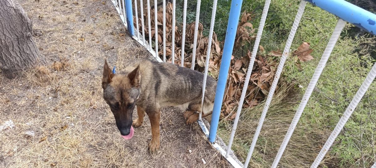 hatayda demir korkuluklara sikisan kopegi itfaiye kurtardi 1 QtPNvy5k