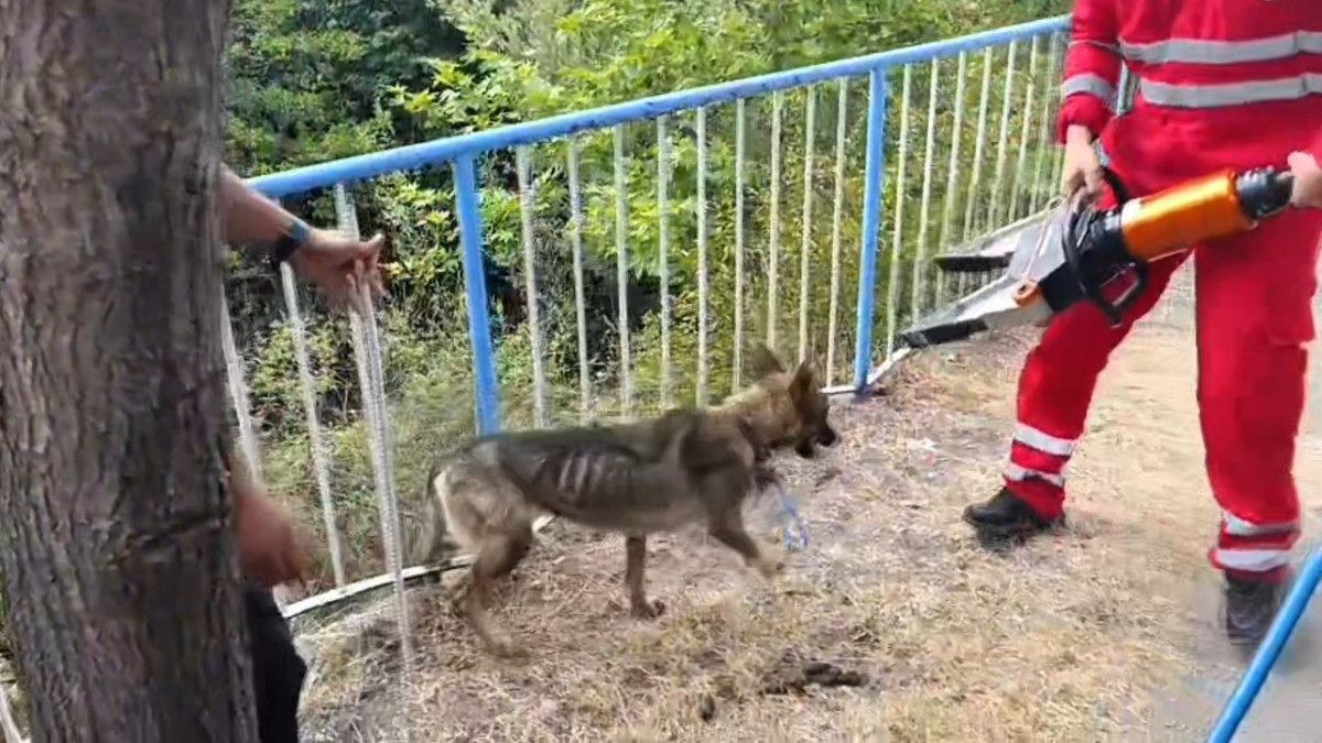 hatayda demir korkuluklara sikisan kopegi itfaiye kurtardi 2 ZNaSXnjc