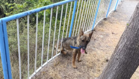 hatayda demir korkuluklara sikisan kopegi itfaiye kurtardi qspWkYfn