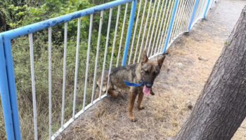 hatayda demir korkuluklara sikisan kopegi itfaiye kurtardi qspWkYfn