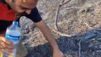 hatayda itfaiyeci alevler arasinda kalan kaplumbagayi kurtardi ORFuxi8t