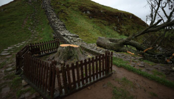 ingilterenin ikonik agacini kesen 2 kisiye hapis cezasi TfGKGZzl