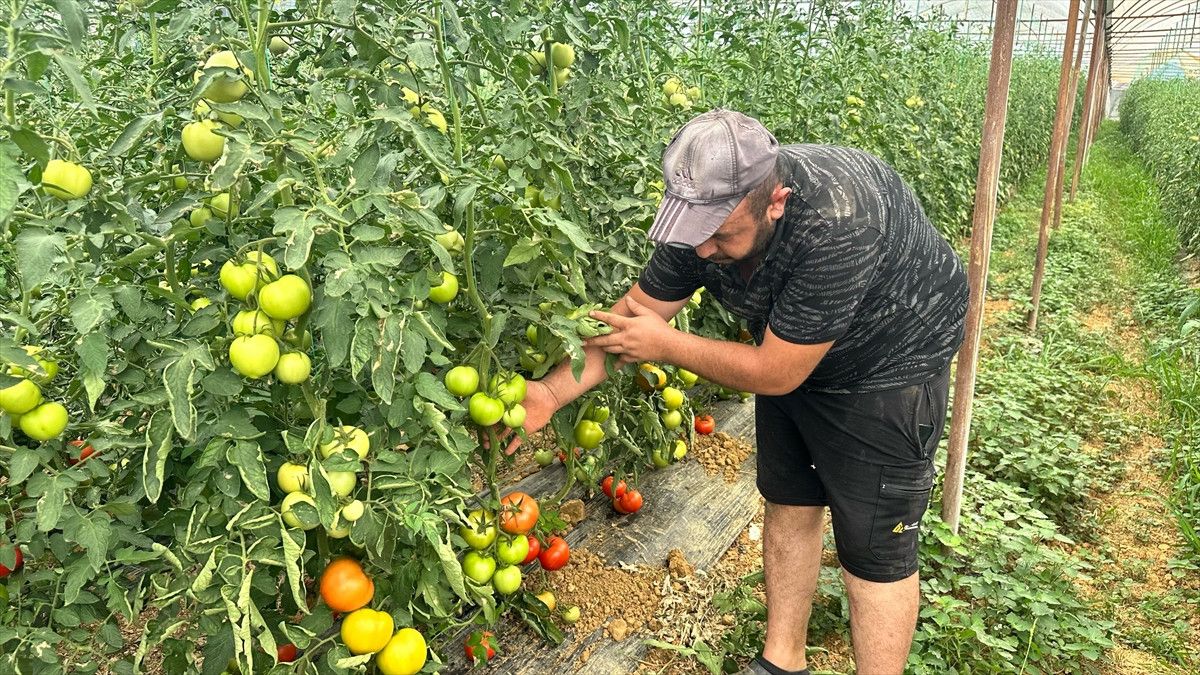isparta yaylalarinda ortu alti domates hasadi 1 yk91dW92
