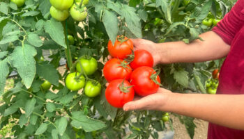 isparta yaylalarinda ortu alti domates hasadi DtE2Mn1K