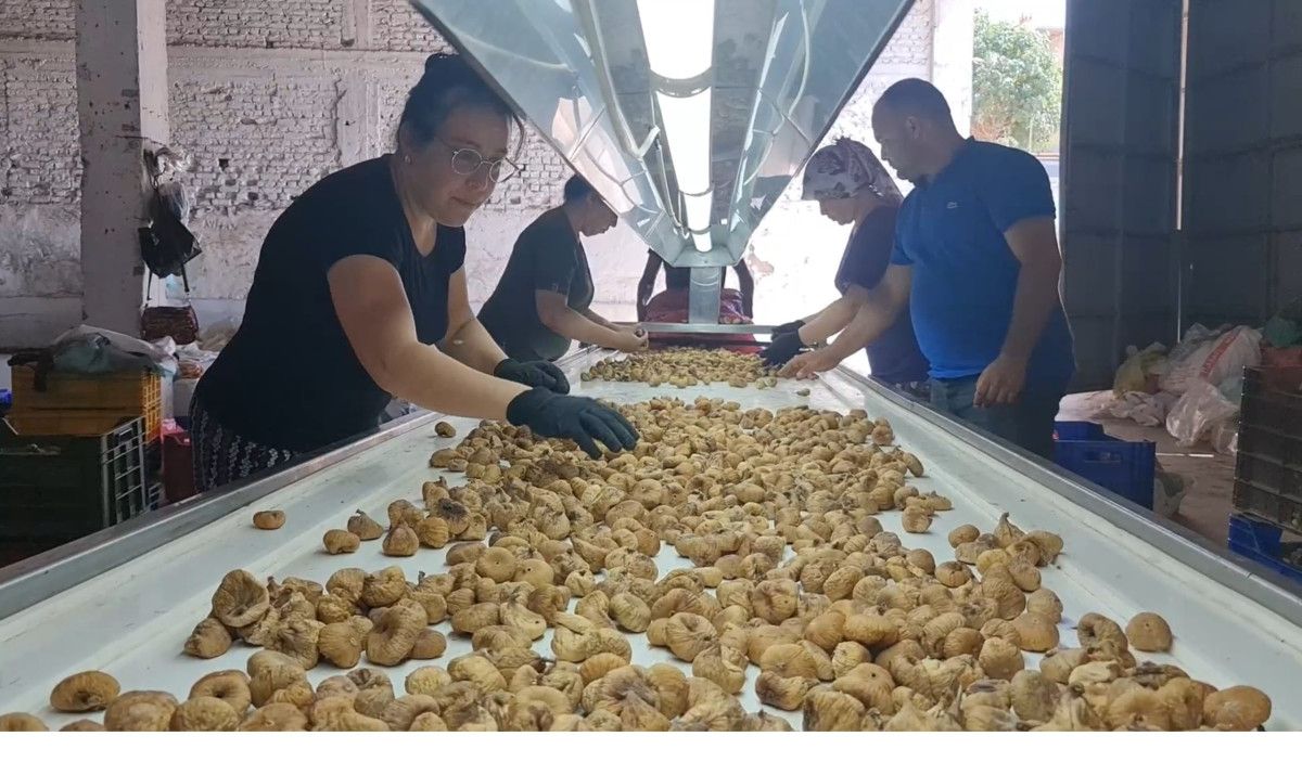 izmirde incir hasatinda isci maasi 90 bin tl oldu 0 dUcPzXB2