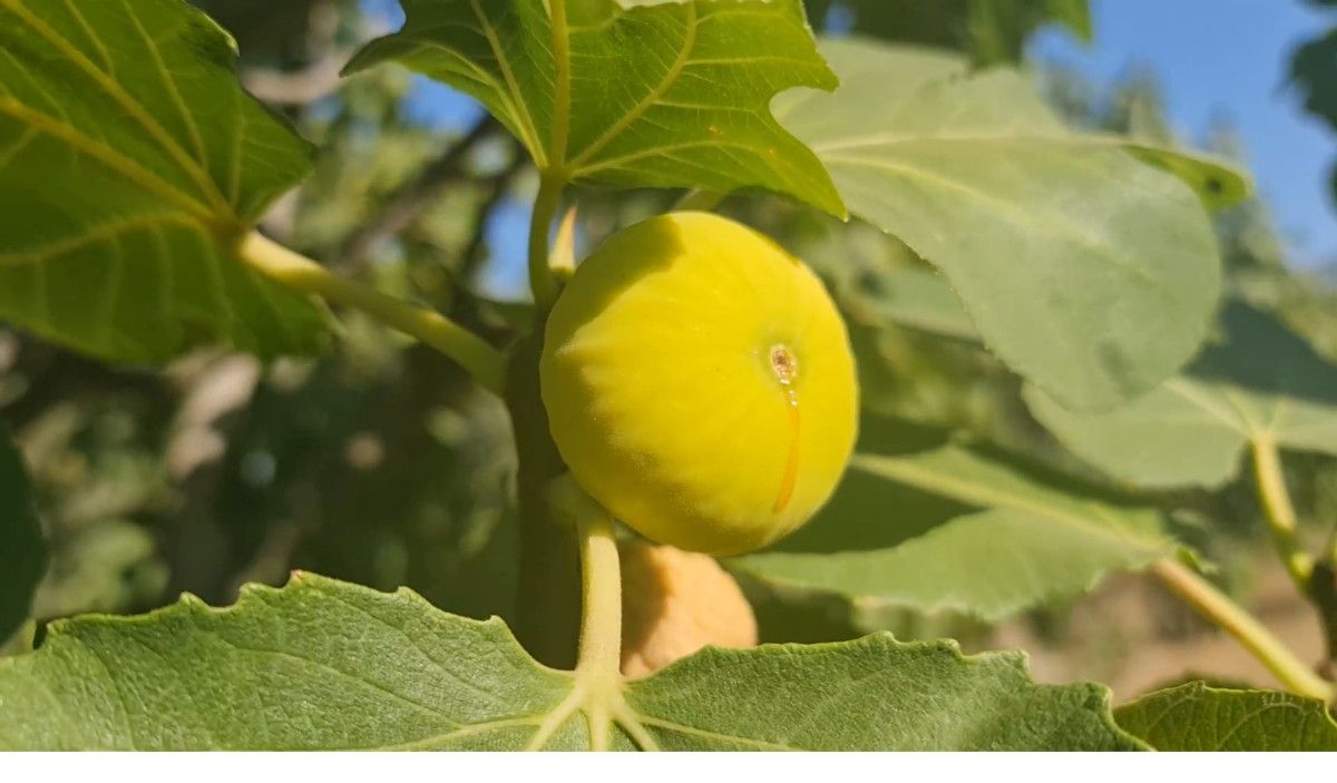 izmirde incir hasatinda isci maasi 90 bin tl oldu 1 nSwyKGZG