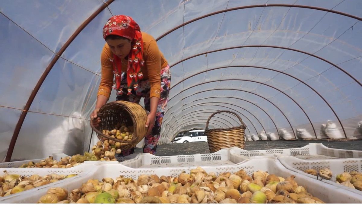 izmirde incir hasatinda isci maasi 90 bin tl oldu 2 NXflRskh