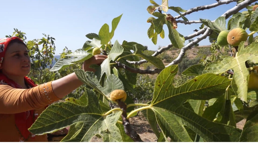 izmirde incir hasatinda isci maasi 90 bin tl oldu 4Rg9cA6n
