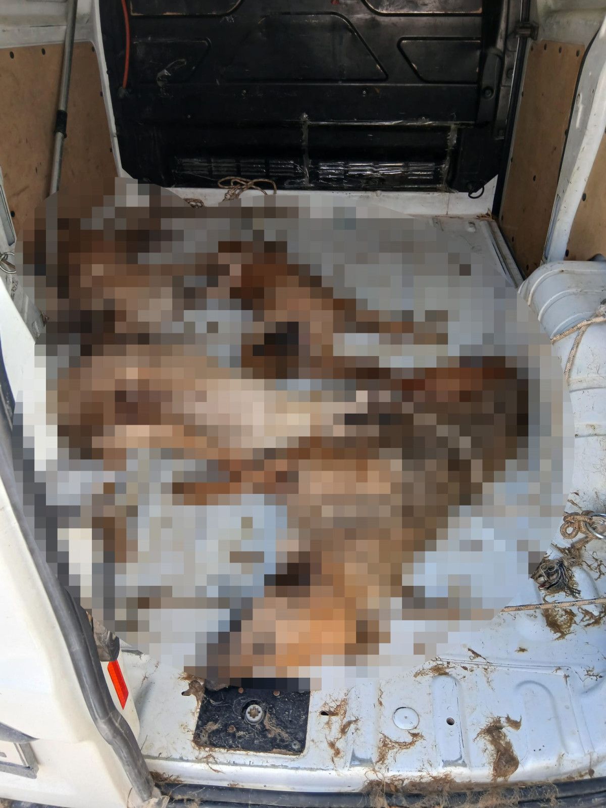 izmirde sokak hayvani nakli faciayla sonuclandi 0 O2XDJq1H