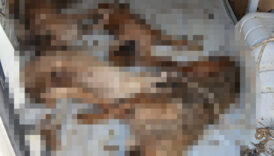 izmirde sokak hayvani nakli faciayla sonuclandi 2gSNUXUv