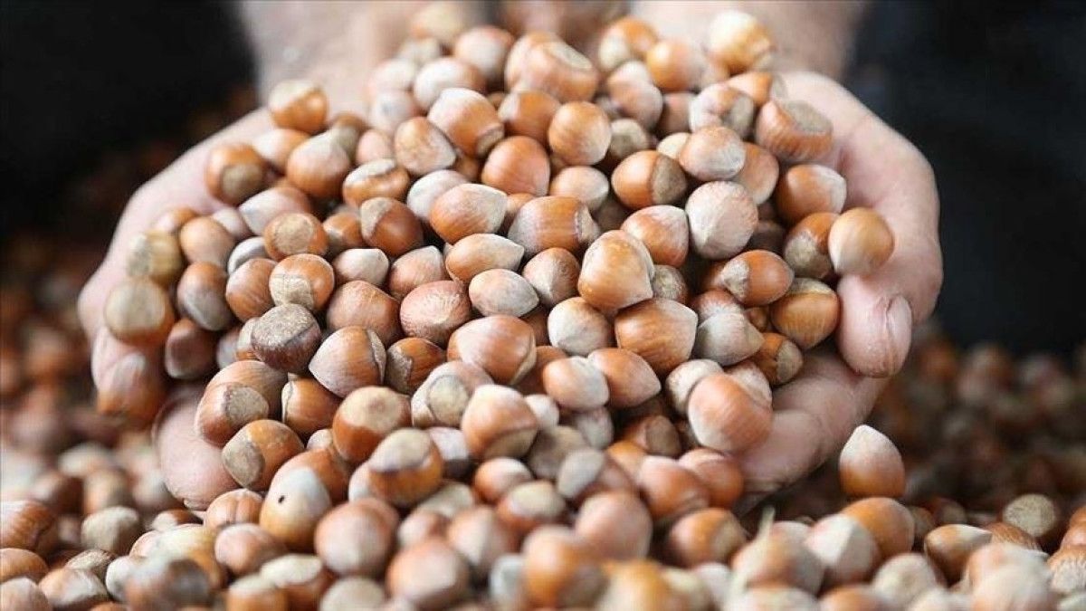 kabuklu findik fiyati 2025 tmo findik alim fiyati aciklandi mi kac tl 0 qX5Nq5hO