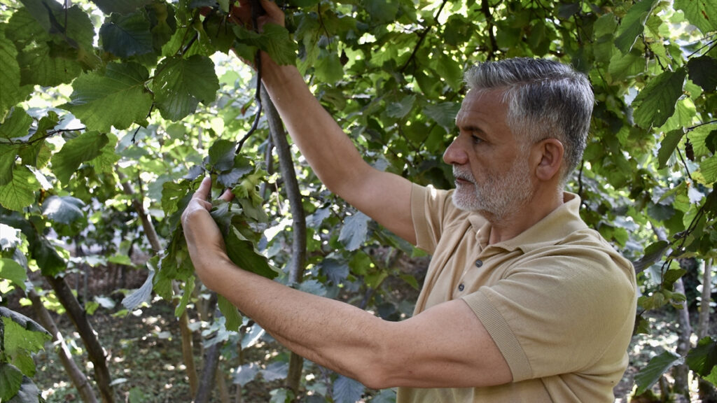 karadenizde findik hasadi oncesi bahcelerde son hazirliklar basladi n6zuT1qx