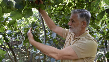 karadenizde findik hasadi oncesi bahcelerde son hazirliklar basladi n6zuT1qx